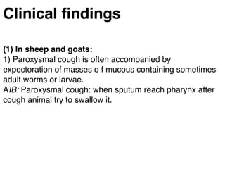 Clinical ﬁndings
(1) In sheep and goats:
1) Paroxysmal cough is often accompanied by
expectoration of masses o f mucous containing sometimes
adult worms or larvae.
AIB: Paroxysmal cough: when sputum reach pharynx after
cough animal try to swallow it.
 