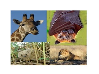 7a série   apresentação do grupo de mamíferos