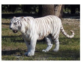 7a série   apresentação do grupo de mamíferos