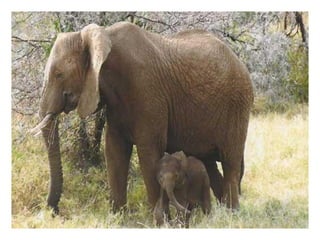 7a série   apresentação do grupo de mamíferos