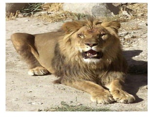 7a série   apresentação do grupo de mamíferos