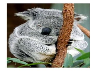 7a série   apresentação do grupo de mamíferos