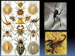 7a série   organismos invertebrados
