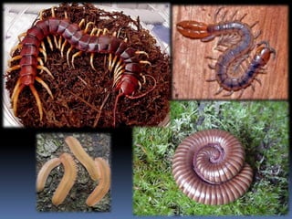 7a série   organismos invertebrados