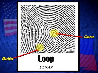 WHORLS MAY APPEAR AS LOOPSNot Rolled Nail to NailRolled Nail to Nail