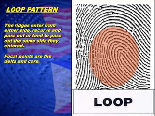LOOP PATTERNThe ridges enter from either side, recurve andpass out or tend to passout the same side they entered.Focal points are the delta and core.