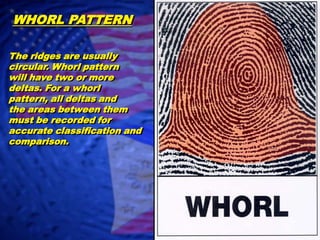 WHORL PATTERNThe ridges are usually circular. Whorl patternwill have two or moredeltas. For a whorl pattern, all deltas and the areas between themmust be recorded for accurate classification and comparison.