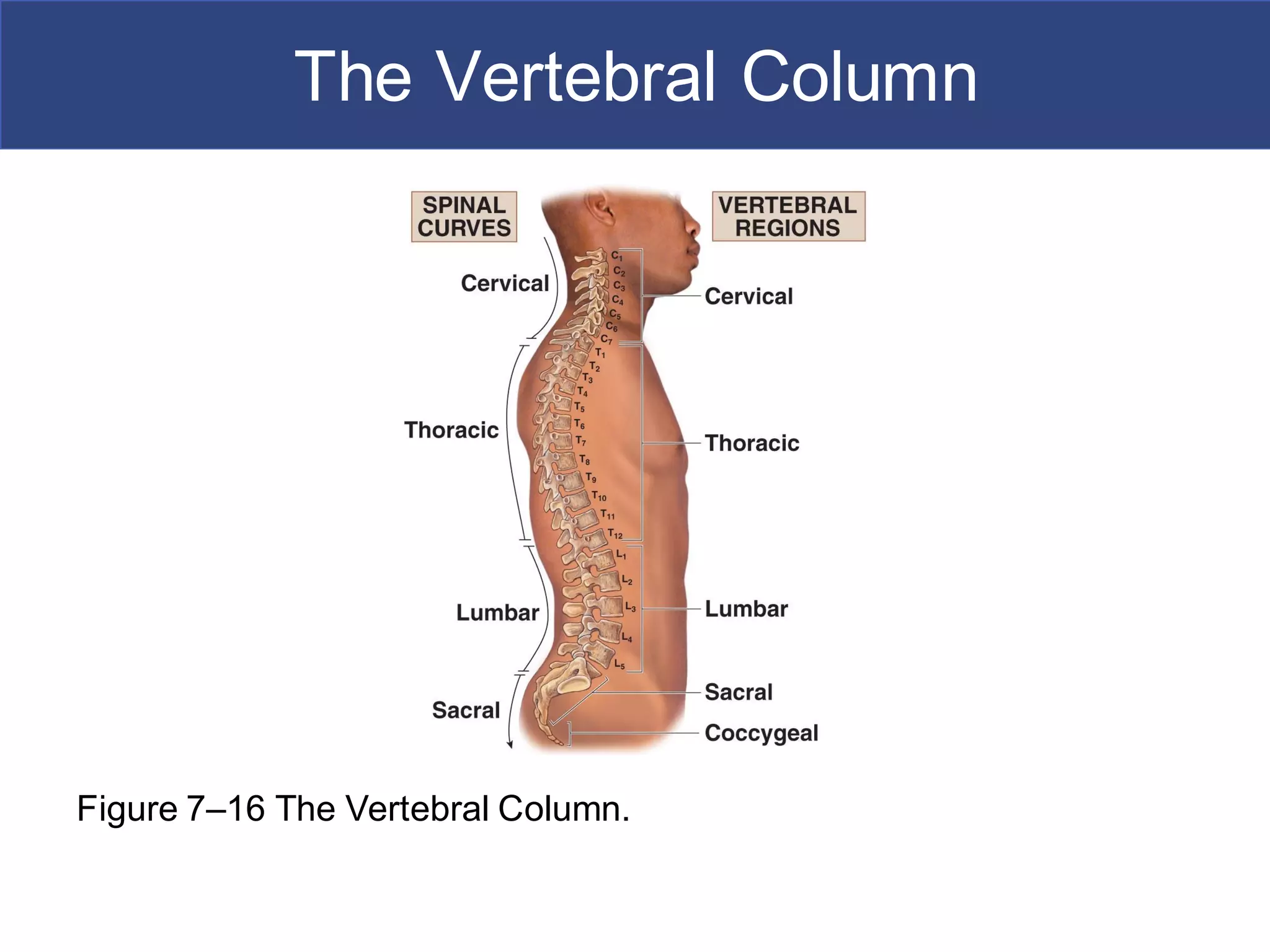 vertebral column or back bone, vertebrae, cervical, thoracic, lumbar ...