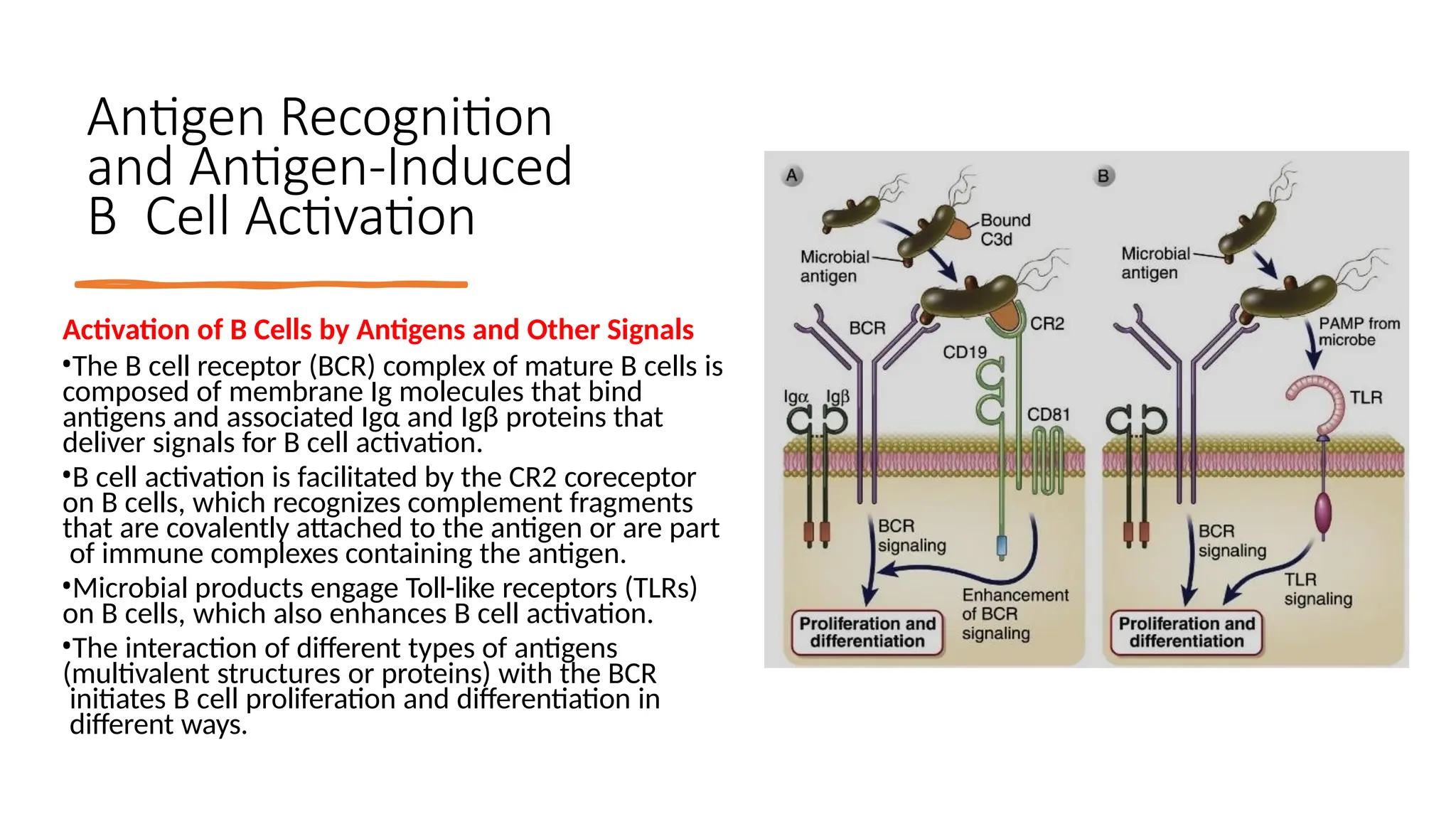 7 B-cell activation immunity adaptive.pptx