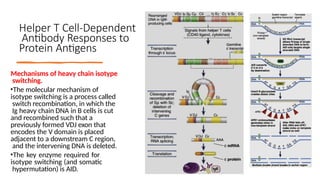 7 B-cell activation immunity adaptive.pptx
