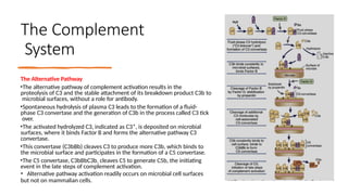 7 B-cell activation immunity adaptive.pptx