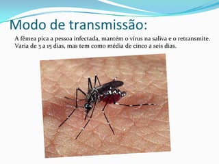 Modo de transmissão:
A fêmea pica a pessoa infectada, mantém o vírus na saliva e o retransmite. 
Varia de 3 a 15 dias, mas tem como média de cinco a seis dias. 
 