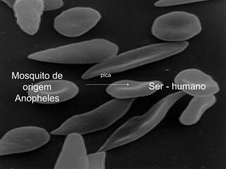 Mosquito de
origem
Anopheles
Ser - humano
pica
 