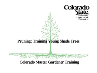 Colorado Master Gardener Training Pruning: Training Young Shade Trees 