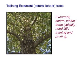 7b Pruning Young Trees | PPT