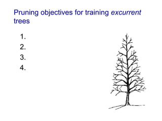 7b Pruning Young Trees | PPT