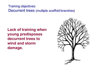 7b Pruning Young Trees | PPT