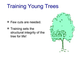 7b Pruning Young Trees | PPT