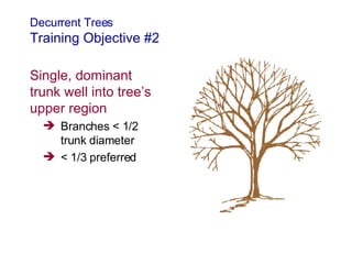 7b Pruning Young Trees | PPT
