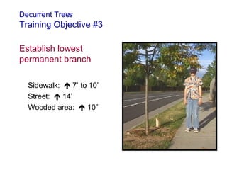 7b Pruning Young Trees | PPT