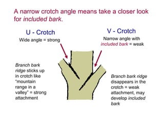 7b Pruning Young Trees | PPT