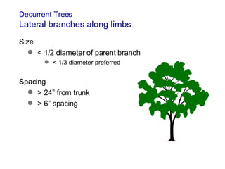 7b Pruning Young Trees | PPT