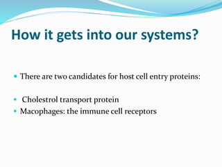 How it gets into our systems?
 There are two candidates for host cell entry proteins:
 Cholestrol transport protein
 Macophages: the immune cell receptors
 