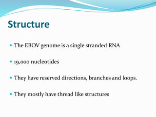 Structure
 The EBOV genome is a single stranded RNA
 19,000 nucleotides
 They have reserved directions, branches and loops.
 They mostly have thread like structures
 