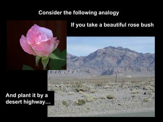 Consider the following analogy
If you take a beautiful rose bush
And plant it by a
desert highway…
 