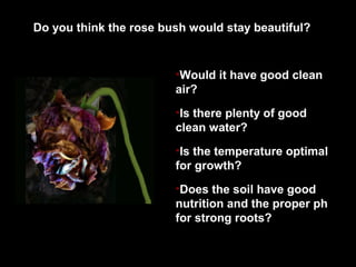 Do you think the rose bush would stay beautiful?
•Would it have good clean
air?
•Is there plenty of good
clean water?
•Is the temperature optimal
for growth?
•Does the soil have good
nutrition and the proper ph
for strong roots?
 