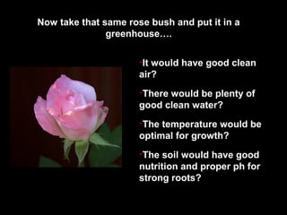 Now take that same rose bush and put it in a
greenhouse….
•It would have good clean
air?
•There would be plenty of
good clean water?
•The temperature would be
optimal for growth?
•The soil would have good
nutrition and proper ph for
strong roots?
 