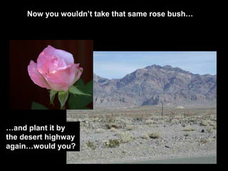 Now you wouldn’t take that same rose bush…
…and plant it by
the desert highway
again…would you?
 