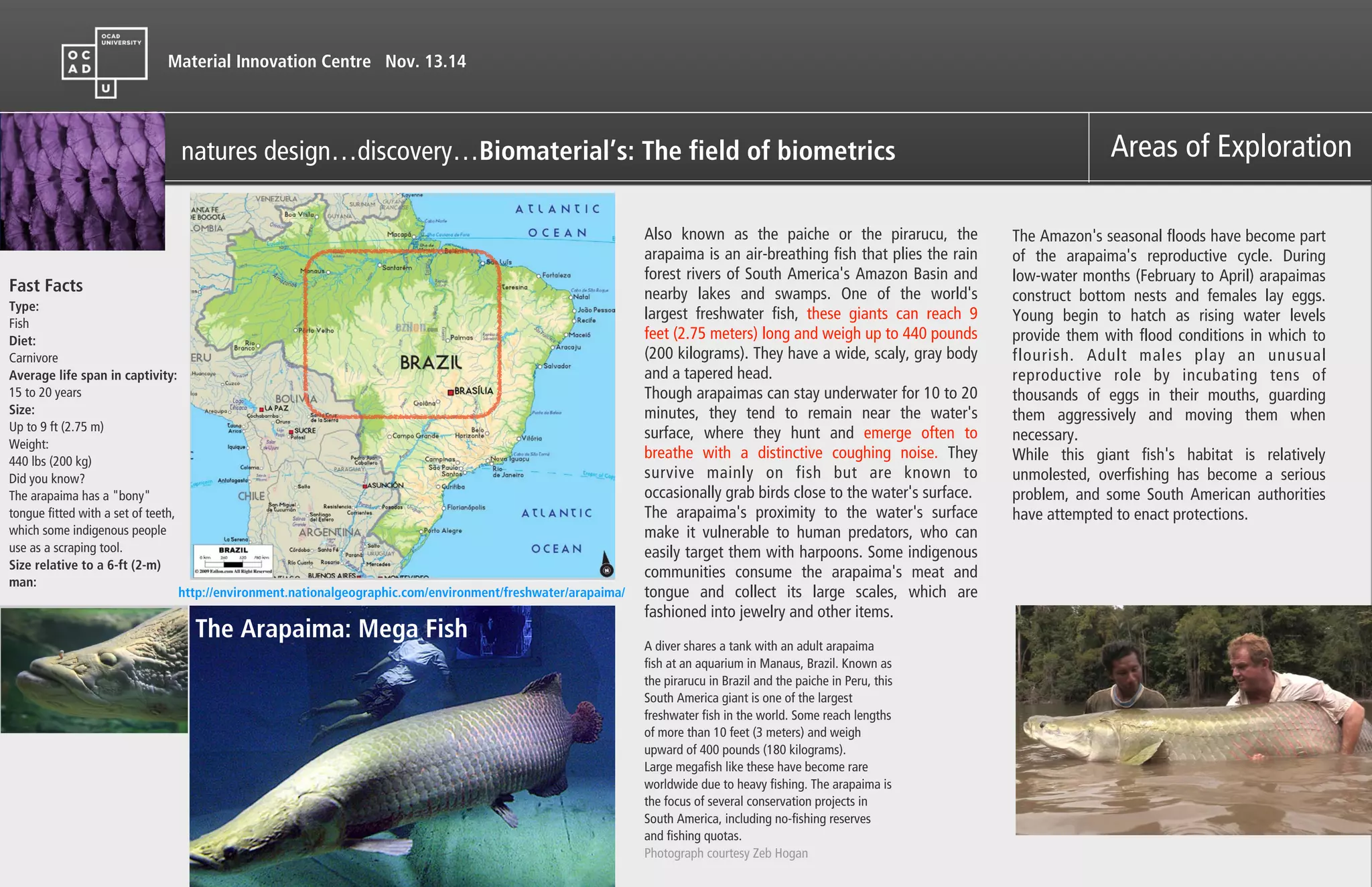 Material Innovation Centre Nov. 13.14
Areas of Exploration
Fast Facts
Type:
Fish
Diet:
Carnivore
Average life span in captivity:
15 to 20 years
Size:
Up to 9 ft (2.75 m)
Weight:
440 lbs (200 kg)
Did you know?
The arapaima has a "bony"
tongue fitted with a set of teeth,
which some indigenous people
use as a scraping tool.
Size relative to a 6-ft (2-m)
man:
http://environment.nationalgeographic.com/environment/freshwater/arapaima/
A diver shares a tank with an adult arapaima
fish at an aquarium in Manaus, Brazil. Known as
the pirarucu in Brazil and the paiche in Peru, this
South America giant is one of the largest
freshwater fish in the world. Some reach lengths
of more than 10 feet (3 meters) and weigh
upward of 400 pounds (180 kilograms).
Large megafish like these have become rare
worldwide due to heavy fishing. The arapaima is
the focus of several conservation projects in
South America, including no-fishing reserves
and fishing quotas.
Photograph courtesy Zeb Hogan
Also known as the paiche or the pirarucu, the
arapaima is an air-breathing fish that plies the rain
forest rivers of South America's Amazon Basin and
nearby lakes and swamps. One of the world's
largest freshwater fish, these giants can reach 9
feet (2.75 meters) long and weigh up to 440 pounds
(200 kilograms). They have a wide, scaly, gray body
and a tapered head.
Though arapaimas can stay underwater for 10 to 20
minutes, they tend to remain near the water's
surface, where they hunt and emerge often to
breathe with a distinctive coughing noise. They
survive mainly on fish but are known to
occasionally grab birds close to the water's surface.
The arapaima's proximity to the water's surface
make it vulnerable to human predators, who can
easily target them with harpoons. Some indigenous
communities consume the arapaima's meat and
tongue and collect its large scales, which are
fashioned into jewelry and other items.
The Amazon's seasonal floods have become part
of the arapaima's reproductive cycle. During
low-water months (February to April) arapaimas
construct bottom nests and females lay eggs.
Young begin to hatch as rising water levels
provide them with flood conditions in which to
flourish. Adult males play an unusual
reproductive role by incubating tens of
thousands of eggs in their mouths, guarding
them aggressively and moving them when
necessary.
While this giant fish's habitat is relatively
unmolested, overfishing has become a serious
problem, and some South American authorities
have attempted to enact protections.
The Arapaima: Mega Fish
natures design…discovery…Biomaterial’s: The field of biometrics
 