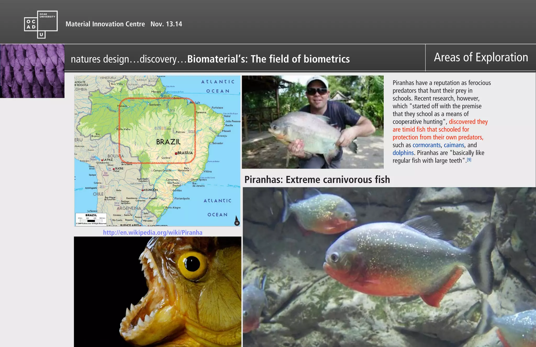 Material Innovation Centre Nov. 13.14
Areas of Exploration
Piranhas: Extreme carnivorous fish
Piranhas have a reputation as ferocious
predators that hunt their prey in
schools. Recent research, however,
which "started off with the premise
that they school as a means of
cooperative hunting", discovered they
are timid fish that schooled for
protection from their own predators,
such as cormorants, caimans, and
dolphins. Piranhas are "basically like
regular fish with large teeth".[9]
http://en.wikipedia.org/wiki/Piranha
natures design…discovery…Biomaterial’s: The field of biometrics
 