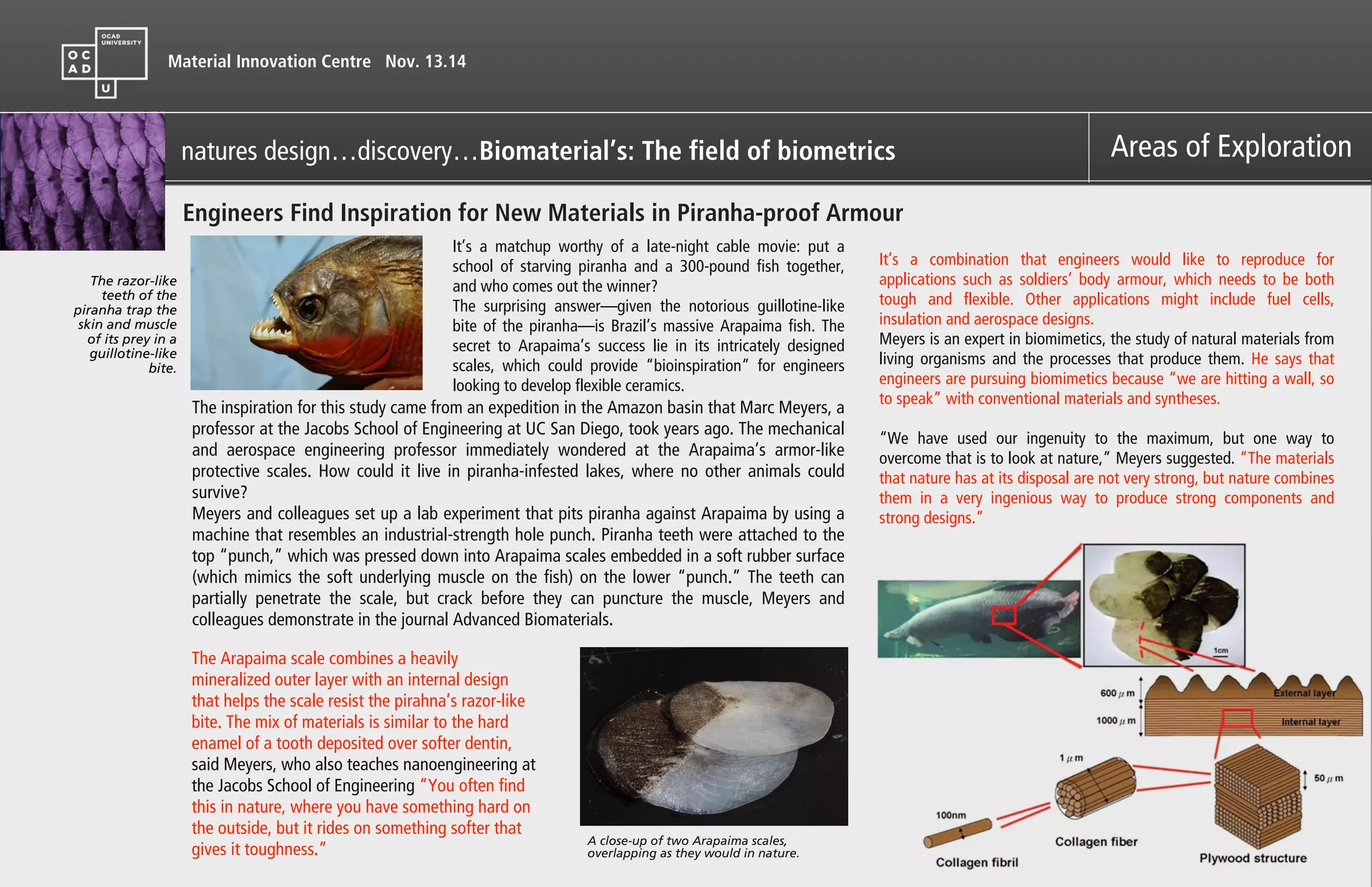 Material Innovation Centre Nov. 13.14
Areas of Exploration
Engineers Find Inspiration for New Materials in Piranha-proof Armour
It’s a matchup worthy of a late-night cable movie: put a
school of starving piranha and a 300-pound fish together,
and who comes out the winner?
The surprising answer—given the notorious guillotine-like
bite of the piranha—is Brazil’s massive Arapaima fish. The
secret to Arapaima’s success lie in its intricately designed
scales, which could provide “bioinspiration” for engineers
looking to develop flexible ceramics.
The inspiration for this study came from an expedition in the Amazon basin that Marc Meyers, a
professor at the Jacobs School of Engineering at UC San Diego, took years ago. The mechanical
and aerospace engineering professor immediately wondered at the Arapaima’s armor-like
protective scales. How could it live in piranha-infested lakes, where no other animals could
survive?
Meyers and colleagues set up a lab experiment that pits piranha against Arapaima by using a
machine that resembles an industrial-strength hole punch. Piranha teeth were attached to the
top “punch,” which was pressed down into Arapaima scales embedded in a soft rubber surface
(which mimics the soft underlying muscle on the fish) on the lower “punch.” The teeth can
partially penetrate the scale, but crack before they can puncture the muscle, Meyers and
colleagues demonstrate in the journal Advanced Biomaterials.
The Arapaima scale combines a heavily
mineralized outer layer with an internal design
that helps the scale resist the pirahna’s razor-like
bite. The mix of materials is similar to the hard
enamel of a tooth deposited over softer dentin,
said Meyers, who also teaches nanoengineering at
the Jacobs School of Engineering “You often find
this in nature, where you have something hard on
the outside, but it rides on something softer that
gives it toughness.”
A close-up of two Arapaima scales,
overlapping as they would in nature.
It’s a combination that engineers would like to reproduce for
applications such as soldiers’ body armour, which needs to be both
tough and flexible. Other applications might include fuel cells,
insulation and aerospace designs.
Meyers is an expert in biomimetics, the study of natural materials from
living organisms and the processes that produce them. He says that
engineers are pursuing biomimetics because “we are hitting a wall, so
to speak” with conventional materials and syntheses.
!
“We have used our ingenuity to the maximum, but one way to
overcome that is to look at nature,” Meyers suggested. “The materials
that nature has at its disposal are not very strong, but nature combines
them in a very ingenious way to produce strong components and
strong designs.”
The razor-like
teeth of the
piranha trap the
skin and muscle
of its prey in a
guillotine-like
bite.
natures design…discovery…Biomaterial’s: The field of biometrics
 