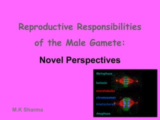 Novel Perspectives
Reproductive Responsibilities
of the Male Gamete:
M.K Sharma
Metaphase
Anaphase
katanin
microtubules
chromosomes
kinetochores
 