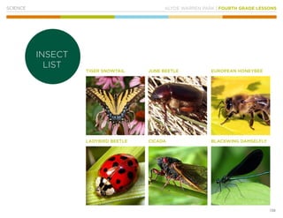 KLYDE WARREN PARK | FOURTH GRADE LESSONS
138
SCIENCE
INSECT
LIST
TIGER SNOWTAIL
LADYBIRD BEETLE
JUNE BEETLE
CICADA
EUROPEAN HONEYBEE
BLACKWING DAMSELFLY
 