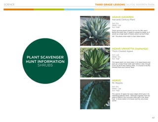 THIRD GRADE LESSONS | KLYDE WARREN PARK
47
SCIENCE
AGAVE HAVARDII
Harvards Century Plant
Soil: Dry
Water: Low
Sun: High
These amazing desert plants can live for fifty years!
Before the plant dies, it needs to spread its seeds, so it
sends up a huge stalk of flowers which can be 15 feet
tall! The plants store water in their lobed leaves.
AGAVE UNIVATTA (lophantja)
Thorn Crested Agave
Soil: Low
Water: Dry
Sun: High
This agave plant can store water in its lobed leaves and
puts up a single flower stalk right before it dies, though
it isn’t as tall as the Century Plant. It is found in the Rio
Grande Plains and Central Texas.
AGAVE
Mr. Ripples
Soil: Dry
Water: Low
Sun: High
This species of agave has wavy edges which give it its
interesting species name. Although originally from dry
areas of Mexico, this succulent does well in the Texas
heat. It stores water in its leaves and has very sharp
spines.
PLANT SCAVENGER
HUNT INFORMATION
SHRUBS
 