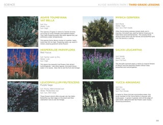 KLYDE WARREN PARK | THIRD GRADE LESSONS
48
SCIENCE
AGAVE TOUMEYANA
VAT BELLA
Soil: Dry
Water: Low
Sun: High
This species of agave is native to Central Arizona
occurring on rocky hillsides and highland desert.
They have flowering stalks like other agaves but can
withstand colder temperatures.
The species forms dense clumps of rosettes, rarely
more than 50 cm high. Flowering stalks can reach 3
meters, bearing greenish-white flowers
MYRICA CERIFERA
Soil: Moist
Water: High
Sun: Sun, Part shade
Often found along swampy stream beds and in
marshes, this plant was used by Native Americans to
treat fevers and stomachaches. This woody shrub
attracts birds which eat the berries and butterflies who
visit the blooms in spring.
HESPERALOE PARVIFLORA
Red Yucca
Soil: Sandy Loam to Dry
Water: Low
Sun: High
This agave has beautiful red flowers that attract
hummingbirds. Like other agaves, this plant stores
water in its leaves. Deer like to eat the fruit and foliage.
SALVIA LEUCANTHA
Soil: Sandy
Water: Low
Sun: Full Sun
This drought resistant plant is native to tropical forests
of Mexico and the beautiful flowers attract bees,
butterflies and hummingbirds.
LEUCOPHYLLUM FRUTESCENS
Purple Sage
Soil: Rocky, Well-Drained soil
Water: Moderately low
Sun: Sun, Part-shad
These flowers bloom after enough rain has fallen.
Butterflies lay their eggs on this plant and their
caterpillars love to eat the foliage.
YUCCA ARKANSAS
Soil: Dry
Water: Low
Sun: Part Shade
A native to Texas and the surrounding states, this
small member of the Yucca family is popular with
landscapers. It grows in gravely soils at the edge of
open fields. Beautiful bell like flowers open slowly
attracting pollinators.
 