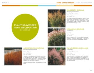 THIRD GRADE LESSONS | KLYDE WARREN PARK
49
SCIENCE
ANDROPOGON VIRGINICUS
Broomsedge Blue Stem
Water: Medium
Soil: Moist Sandy
Sun: Part Shade
This grass is used by birds and vulnerable native bees
for nesting materials. Deer forage on the grass and
birds eat its seeds. Caterpillars of the Zabulon Skipper
butterfly use this grass for food as they grow up and
the adults visit the flowers for nectar.
Native to the Southern Great Plains and Eastern United
States
MUHLENBERGIA CAPILLARIS
Gulf Muhly
Sun: Full to Partial shade
Water: High
Soil: Moist Sandy
This grass is native to the Eastern half of the United
States. It grows well along borders of roads and in
plains or woods with rocky soils. It is drought and dis-
ease resistant and provides shelter, cover and nesting
sites for native birds.
ERAGROSTIS CURVULA
Weeping Lovergrass
Sun: Full to Partial Shade
Water: Medium
Soil: Coarse, Dry
This drought resistant plant is actually native to South-
ern Africa but does very well in the climate of North
Texas. Its complex root system keeps dry soil in place
and it is used as forage for livestock. It was first plant-
ed in Stillwater, Oklahoma in 1935.
MISCANTHUS SINENSIS
Silvergrass
Sun: Full
Water: Medium
Soil: Varies
Native to Eastern China, this grass serves as nesting
material for some Asian paper wasps. It does well in
North Texas dry summers and is drought resistant.
PLANT SCAVENGER
HUNT INFORMATION
GRASSES
 