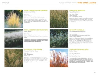 KLYDE WARREN PARK | THIRD GRADE LESSONS
50
SCIENCE
NASSELLA TENUSSIMA
Mexican Feather Grass
Sun: Full
Soil: Well drained
Water: Low
This plant is especially interesting because it occurs
naturally in southwestern North American and Southern
South America with no populations in between. It is
found in the mountainous region of West Texas and is
drought resistant.
MUHLENBERGIA LINDHEIMERI
Lindheimer Muhly
Sun: Full
Water: Medium
Soil: Dry or Moist well drained limestone.
Native to the Edwards Plateau of Central Texas, this
grass is drought resistant and can grow very large. It
is often found near streams in soil high in calcium in its
native range.
POA ARACHNIFERA
Texas Blue Stem
Soil: Moist Loams
Water: Medium
Sun: Full to Partial Shade
Native from Texas to Southern Kansas, this cool season
grass provides foraging for wildlife. Birds and small
mammals eat the seeds and butterflies are attracted to
its small flowers.
MUHLENBERGIA REVERCHONII
Seep Muhly
Sun: Full
Water: Medium
Soil: Dry or moist, does best in loamy limestone
seeps
This bunching grass is native to limestone plains soils of
Oklahoma and Central Texas. It is often used in prairie
restoration and is highly deer resistant.
SETARIA SCHEELEI
Southwestern Bristlegrass
Sun: Part Shade
Soil: woodland and disturbed urban soils
Water: Low to Medium
Native in to North Central Texas to Arizona and Mexico,
this grass can be found in limestone canyons, open
forests and side yards in the city. When found near
streams it can be habitat for marsh birds and water
fowl. Butterflies lay their eggs on this grass and small
mammals eat their seeds.
SORGHASTRUM NUTANS
Indian Grass
Soil: Dry to Moist, rich
Water: Medium
Sun: Sun to Part Shae
This grass is native to tall grass prairies of the North-
ern United States and Canada and can be found as far
south as Mexico. It provides nesting material for birds
and seeds for small mammals to eat. It supports native
bees by providing nesting structures.
 
