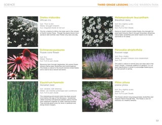 THIRD GRADE LESSONS | KLYDE WARREN PARK
53
SCIENCE
Dietes iridioides
African iris
Soil: Poor to fair
Water: drought tolerant
Sun: Dappled shade to full sun
This lily is Native to Africa, but does well in the climate
of North Central Texas. Though the plants bloom from
spring to late summer, each flower only lasts one day.
Melampodoum leucantham
Blackfoot daisy
Soil: Dry slightly acidic
Water: Low
Sun: Full to Part Shade
Native to South Central United States, this drought tol-
erant plant blooms March through November, attracting
native bees, butterflies and other insects to its nectar
and birds to its seeds.
Echinacea purpurea
Purple cone flower
Soil: Dry
Water: Medium
Sun: Full to part shade
Blooming April through September, this prairie flower
attracts native bees, butterflies and hummingbirds.
This flower is native to the South Central United States
and is said to be a natural anti-biotic.
Perovskia atriplicifolia
Russian sage
Soil: Poor, chalky
Water: drought tolerant once established
Sun: Full
This plant is native to central Asia, but does well in the
Texas climate. A popular addition to gardens, it is cut
back significantly in winter to encourage flowering on
its new growth in spring.
Equistrum hyemale
Horsetail reed
Soil: variable, well draining
Water: can tolerate prolonged wet conditions
Sun: Full to part shade
This interesting and ancient plant has been around
since before the age of the dinosaurs. Sometimes
called scouring rush because people used to tie the
stem segments together to make cleaning brushes.
They provide good cover for birds in wetlands and
along stream margins.
Phlox pilosa
prairie philox
Soil: Dry, slightly acidic
Water: Low
Sun: Full to part Shade
The flowers attract long-tongued bees, butterflies and
skippers March through May. This flower is also an
indicator of a healthy wetland.
 