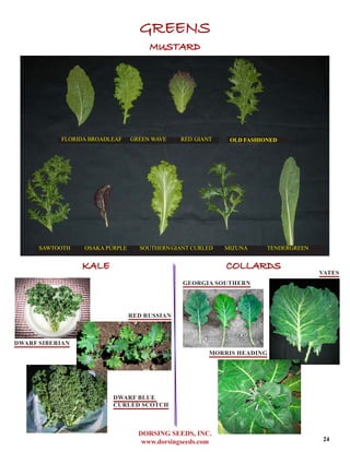 DORSING SEEDS, INC.
www.dorsingseeds.com
GREENS
MUSTARD	
SAWTOOTH OSAKA PURPLE SOUTHERNGIANT CURLED	 MIZUNA TENDERGREEN	
FLORIDA BROADLEAF GREEN WAVE RED GIANT	 OLD FASHIONED	
KALE COLLARDS
GEORGIA SOUTHERN
VATES
DWARF SIBERIAN
RED RUSSIAN
DWARF BLUE
CURLED SCOTCH
MORRIS HEADING
24
 
