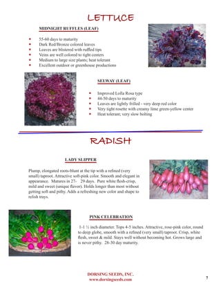 DORSING SEEDS, INC.
www.dorsingseeds.com
LETTUCE
MIDNIGHT RUFFLES (LEAF)
‐‐ 55-60 days to maturity
‐‐ Dark Red/Bronze colored leaves
‐‐ Leaves are blistered with ruffled tips
‐‐ Veins are well colored to tight centers
‐‐ Medium to large size plants; heat tolerant
‐‐ Excellent outdoor or greenhouse productions
SELWAY (LEAF)
‐‐ Improved Lolla Rosa type
‐‐ 44-50 days to maturity
‐‐ Leaves are lightly frilled - very deep red color
‐‐ Very tight rosette with creamy lime green-yellow center
‐‐ Heat tolerant; very slow bolting
RADISH
LADY SLIPPER
Plump, elongated roots-blunt at the tip with a refined (very
small) taproot. Attractive soft-pink color. Smooth and elegant in
appearance. Matures in 27-	 29 days. Pure white flesh-crisp,
mild and sweet (unique flavor). Holds longer than most without
getting soft and pithy. Adds a refreshing new color and shape to
relish trays.
PINK CELEBRATION
1-1 ½ inch diameter. Tops 4-5 inches. Attractive, rose-pink color, round
to deep globe, smooth with a refined (very small) taproot. Crisp, white
flesh, sweet & mild. Stays well without becoming hot. Grows large and
is never pithy. 28-30 day maturity.
7
 