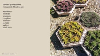 © honeycomb meadow 5
Suitable plants for the
Honeycomb Meadow are:
wildflowers
heathers
lavenders
campions
fleabanes
sedums
alpines
small trees
 