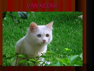 VAN KEDİSİ
 