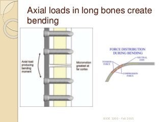 Axial loads in long bones create
bending
BIOE 3200 - Fall 2015
 