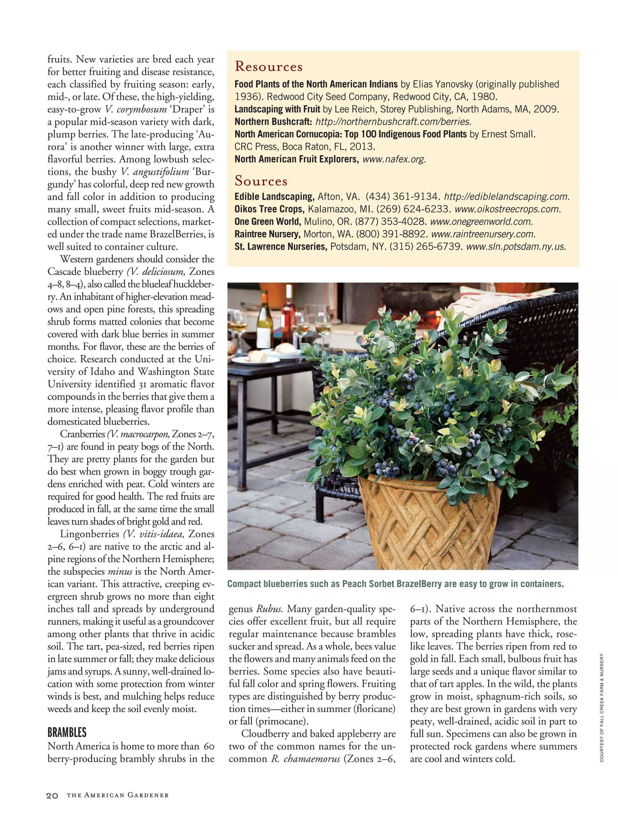 20 the American Gardener
COURTESYOFFALLCREEKFARM&NURSERY
20 the American Gardener
fruits. New varieties are bred each year
for better fruiting and disease resistance,
each classified by fruiting season: early,
mid-, or late. Of these, the high-yielding,
easy-to-grow V. corymbosum ‘Draper’ is
a popular mid-season variety with dark,
plump berries. The late-producing ‘Au-
rora’ is another winner with large, extra
flavorful berries. Among lowbush selec-
tions, the bushy V. angustifolium ‘Bur-
gundy’ has colorful, deep red new growth
and fall color in addition to producing
many small, sweet fruits mid-season. A
collection of compact selections, market-
ed under the trade name BrazelBerries, is
well suited to container culture.
Western gardeners should consider the
Cascade blueberry (V. deliciosum, Zones
4–8,8–4),alsocalledtheblueleafhuckleber-
ry. An inhabitant of higher-elevation mead-
ows and open pine forests, this spreading
shrub forms matted colonies that become
covered with dark blue berries in summer
months. For flavor, these are the berries of
choice. Research conducted at the Uni-
versity of Idaho and Washington State
University identified 31 aromatic flavor
compounds in the berries that give them a
more intense, pleasing flavor profile than
domesticated blueberries.
Cranberries(V.macrocarpon,Zones2–7,
7–1) are found in peaty bogs of the North.
They are pretty plants for the garden but
do best when grown in boggy trough gar-
dens enriched with peat. Cold winters are
required for good health. The red fruits are
produced in fall, at the same time the small
leaves turn shades of bright gold and red.
Lingonberries (V. vitis-idaea, Zones
2–6, 6–1) are native to the arctic and al-
pineregionsoftheNorthernHemisphere;
the subspecies minus is the North Amer-
ican variant. This attractive, creeping ev-
ergreen shrub grows no more than eight
inches tall and spreads by underground
runners,makingituseful asa groundcover
among other plants that thrive in acidic
soil. The tart, pea-sized, red berries ripen
in late summer or fall; they make delicious
jamsandsyrups.Asunny,well-drainedlo-
cation with some protection from winter
winds is best, and mulching helps reduce
weeds and keep the soil evenly moist.
BRAMBLES
North America is home to more than 60
berry-producing brambly shrubs in the
genus Rubus. Many garden-quality spe-
cies offer excellent fruit, but all require
regular maintenance because brambles
sucker and spread. As a whole, bees value
the flowers and many animals feed on the
berries. Some species also have beauti-
ful fall color and spring flowers. Fruiting
types are distinguished by berry produc-
tion times—either in summer (floricane)
or fall (primocane).
Cloudberry and baked appleberry are
two of the common names for the un-
common R. chamaemorus (Zones 2–6,
6–1). Native across the northernmost
parts of the Northern Hemisphere, the
low, spreading plants have thick, rose-
like leaves. The berries ripen from red to
gold in fall. Each small, bulbous fruit has
large seeds and a unique flavor similar to
that of tart apples. In the wild, the plants
grow in moist, sphagnum-rich soils, so
they are best grown in gardens with very
peaty, well-drained, acidic soil in part to
full sun. Specimens can also be grown in
protected rock gardens where summers
are cool and winters cold.
Resources
Food Plants of the North American Indians by Elias Yanovsky (originally published
1936). Redwood City Seed Company, Redwood City, CA, 1980.
Landscaping with Fruit by Lee Reich, Storey Publishing, North Adams, MA, 2009.
Northern Bushcraft: http://northernbushcraft.com/berries.
North American Cornucopia: Top 100 Indigenous Food Plants by Ernest Small.
CRC Press, Boca Raton, FL, 2013.
North American Fruit Explorers, www.nafex.org.
Sources
Edible Landscaping, Afton, VA. (434) 361-9134. http://ediblelandscaping.com.
Oikos Tree Crops, Kalamazoo, MI. (269) 624-6233. www.oikostreecrops.com.
One Green World, Mulino, OR. (877) 353-4028. www.onegreenworld.com.
Raintree Nursery, Morton, WA. (800) 391-8892. www.raintreenursery.com.
St. Lawrence Nurseries, Potsdam, NY. (315) 265-6739. www.sln.potsdam.ny.us.
Compact blueberries such as Peach Sorbet BrazelBerry are easy to grow in containers.
 