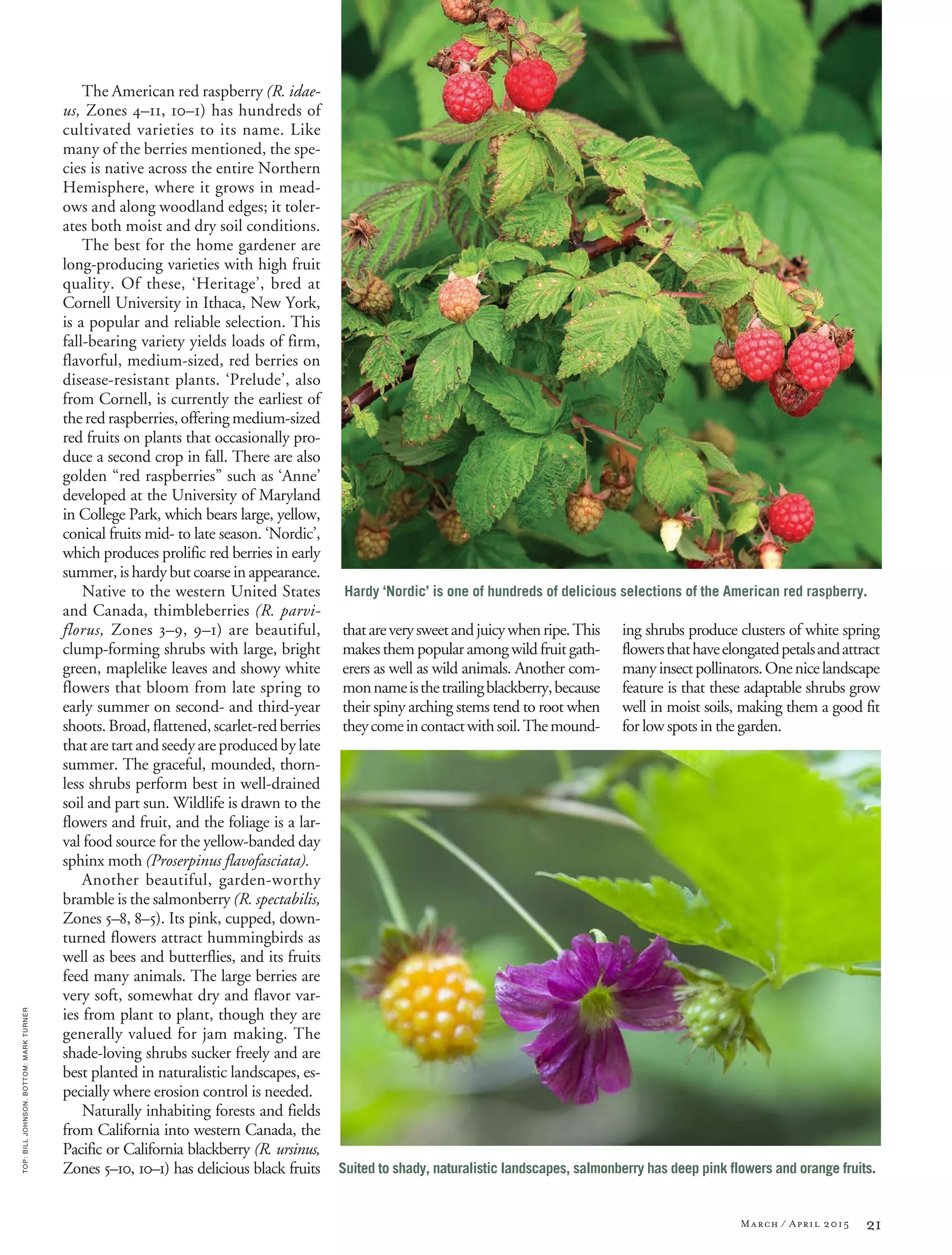 21March / April 2015
TOP:BILLJOHNSON.BOTTOM:MARKTURNER
The American red raspberry (R. idae-
us, Zones 4–11, 10–1) has hundreds of
cultivated varieties to its name. Like
many of the berries mentioned, the spe-
cies is native across the entire Northern
Hemisphere, where it grows in mead-
ows and along woodland edges; it toler-
ates both moist and dry soil conditions.
The best for the home gardener are
long-producing varieties with high fruit
quality. Of these, ‘Heritage’, bred at
Cornell University in Ithaca, New York,
is a popular and reliable selection. This
fall-bearing variety yields loads of firm,
flavorful, medium-sized, red berries on
disease-resistant plants. ‘Prelude’, also
from Cornell, is currently the earliest of
the red raspberries, offering medium-sized
red fruits on plants that occasionally pro-
duce a second crop in fall. There are also
golden “red raspberries” such as ‘Anne’
developed at the University of Maryland
in College Park, which bears large, yellow,
conical fruits mid- to late season. ‘Nordic’,
which produces prolific red berries in early
summer, is hardy but coarse in appearance.
Native to the western United States
and Canada, thimbleberries (R. parvi-
florus, Zones 3–9, 9–1) are beautiful,
clump-forming shrubs with large, bright
green, maplelike leaves and showy white
flowers that bloom from late spring to
early summer on second- and third-year
shoots.Broad,flattened,scarlet-redberries
that are tart and seedy are produced by late
summer. The graceful, mounded, thorn-
less shrubs perform best in well-drained
soil and part sun. Wildlife is drawn to the
flowers and fruit, and the foliage is a lar-
val food source for the yellow-banded day
sphinx moth (Proserpinus flavofasciata).
Another beautiful, garden-worthy
bramble is the salmonberry (R. spectabilis,
Zones 5–8, 8–5). Its pink, cupped, down-
turned flowers attract hummingbirds as
well as bees and butterflies, and its fruits
feed many animals. The large berries are
very soft, somewhat dry and flavor var-
ies from plant to plant, though they are
generally valued for jam making. The
shade-loving shrubs sucker freely and are
best planted in naturalistic landscapes, es-
pecially where erosion control is needed.
Naturally inhabiting forests and fields
from California into western Canada, the
Pacific or California blackberry (R. ursinus,
Zones 5–10, 10–1) has delicious black fruits
thatareverysweetandjuicywhenripe.This
makesthempopularamongwildfruitgath-
erers as well as wild animals. Another com-
monnameisthetrailingblackberry,because
their spiny arching stems tend to root when
theycomeincontactwithsoil.Themound-
ing shrubs produce clusters of white spring
flowersthathaveelongatedpetalsandattract
manyinsectpollinators.Onenicelandscape
feature is that these adaptable shrubs grow
well in moist soils, making them a good fit
for low spots in the garden.
Hardy ‘Nordic’ is one of hundreds of delicious selections of the American red raspberry.
Suited to shady, naturalistic landscapes, salmonberry has deep pink flowers and orange fruits.
 
