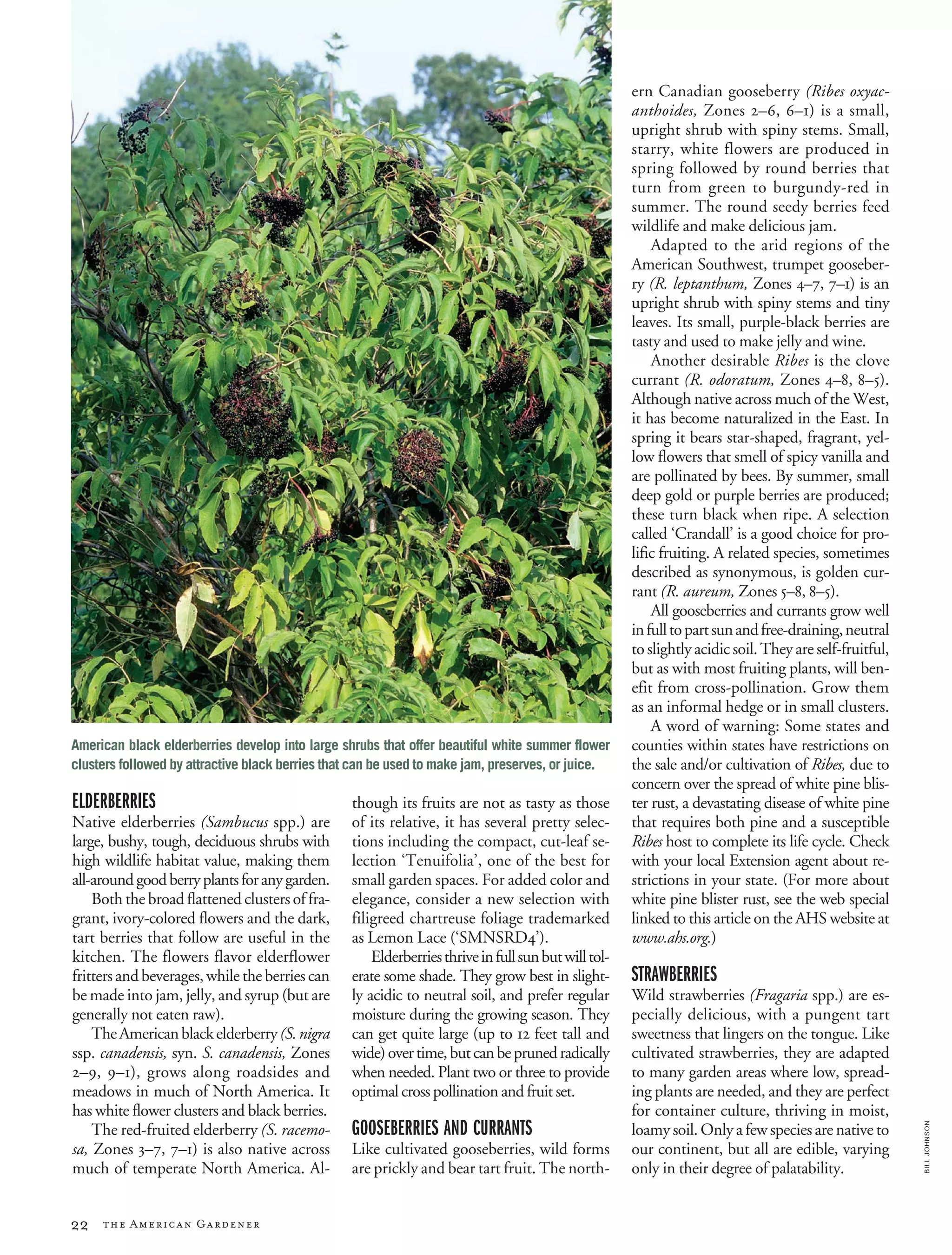 22 the American Gardener
BILLJOHNSON
ELDERBERRIES
Native elderberries (Sambucus spp.) are
large, bushy, tough, deciduous shrubs with
high wildlife habitat value, making them
all-aroundgoodberryplantsforanygarden.
Both the broad flattened clusters of fra-
grant, ivory-colored flowers and the dark,
tart berries that follow are useful in the
kitchen. The flowers flavor elderflower
frittersandbeverages,whiletheberriescan
be made into jam, jelly, and syrup (but are
generally not eaten raw).
TheAmericanblackelderberry(S.nigra
ssp. canadensis, syn. S. canadensis, Zones
2–9, 9–1), grows along roadsides and
meadows in much of North America. It
has white flower clusters and black berries.
The red-fruited elderberry (S. racemo-
sa, Zones 3–7, 7–1) is also native across
much of temperate North America. Al-
though its fruits are not as tasty as those
of its relative, it has several pretty selec-
tions including the compact, cut-leaf se-
lection ‘Tenuifolia’, one of the best for
small garden spaces. For added color and
elegance, consider a new selection with
filigreed chartreuse foliage trademarked
as Lemon Lace (‘SMNSRD4’).
Elderberriesthriveinfullsunbutwilltol-
erate some shade. They grow best in slight-
ly acidic to neutral soil, and prefer regular
moisture during the growing season. They
can get quite large (up to 12 feet tall and
wide)overtime,butcanbeprunedradically
when needed. Plant two or three to provide
optimal cross pollination and fruit set.
GOOSEBERRIES AND CURRANTS
Like cultivated gooseberries, wild forms
are prickly and bear tart fruit. The north-
ern Canadian gooseberry (Ribes oxyac-
anthoides, Zones 2–6, 6–1) is a small,
upright shrub with spiny stems. Small,
starry, white flowers are produced in
spring followed by round berries that
turn from green to burgundy-red in
summer. The round seedy berries feed
wildlife and make delicious jam.
Adapted to the arid regions of the
American Southwest, trumpet gooseber-
ry (R. leptanthum, Zones 4–7, 7–1) is an
upright shrub with spiny stems and tiny
leaves. Its small, purple-black berries are
tasty and used to make jelly and wine.
Another desirable Ribes is the clove
currant (R. odoratum, Zones 4–8, 8–5).
Although native across much of the West,
it has become naturalized in the East. In
spring it bears star-shaped, fragrant, yel-
low flowers that smell of spicy vanilla and
are pollinated by bees. By summer, small
deep gold or purple berries are produced;
these turn black when ripe. A selection
called ‘Crandall’ is a good choice for pro-
lific fruiting. A related species, sometimes
described as synonymous, is golden cur-
rant (R. aureum, Zones 5–8, 8–5).
All gooseberries and currants grow well
infulltopartsunandfree-draining,neutral
toslightlyacidicsoil.Theyareself-fruitful,
but as with most fruiting plants, will ben-
efit from cross-pollination. Grow them
as an informal hedge or in small clusters.
A word of warning: Some states and
counties within states have restrictions on
the sale and/or cultivation of Ribes, due to
concern over the spread of white pine blis-
ter rust, a devastating disease of white pine
that requires both pine and a susceptible
Ribes host to complete its life cycle. Check
with your local Extension agent about re-
strictions in your state. (For more about
white pine blister rust, see the web special
linked to this article on the AHS website at
www.ahs.org.)
STRAWBERRIES
Wild strawberries (Fragaria spp.) are es-
pecially delicious, with a pungent tart
sweetness that lingers on the tongue. Like
cultivated strawberries, they are adapted
to many garden areas where low, spread-
ing plants are needed, and they are perfect
for container culture, thriving in moist,
loamy soil. Only a few species are native to
our continent, but all are edible, varying
only in their degree of palatability.
American black elderberries develop into large shrubs that offer beautiful white summer flower
clusters followed by attractive black berries that can be used to make jam, preserves, or juice.
 